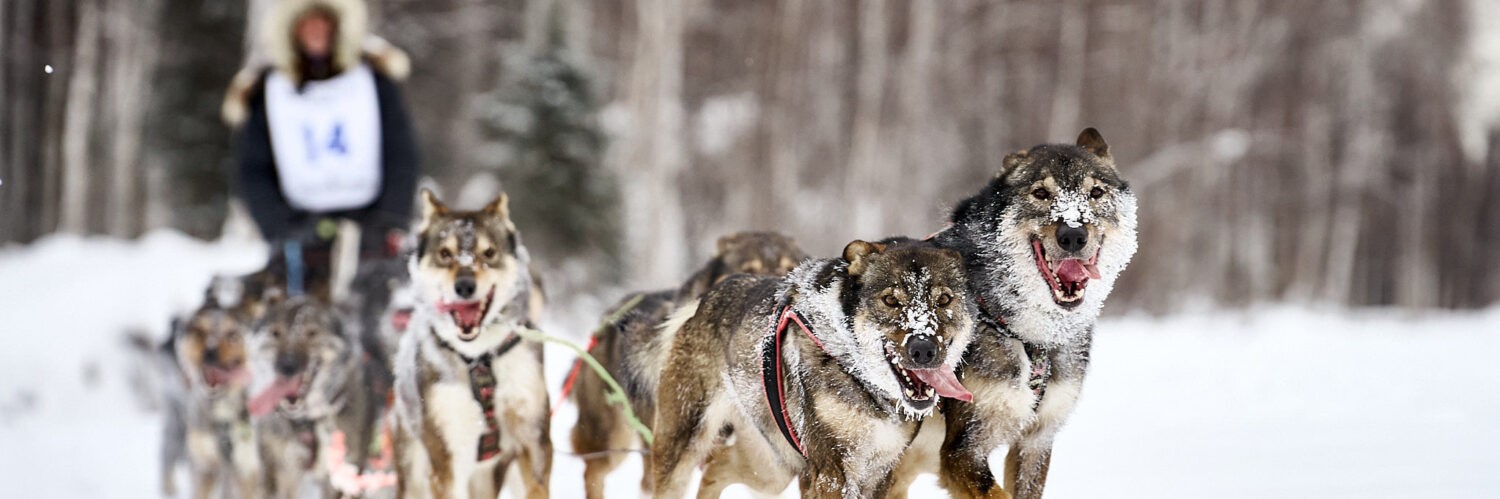 yukon quest alaska